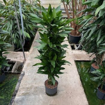 Dracaena Janet Lind