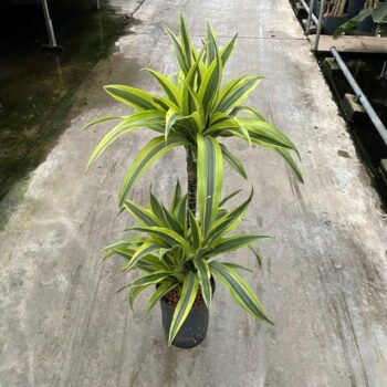 Dracaena Lemon Lime