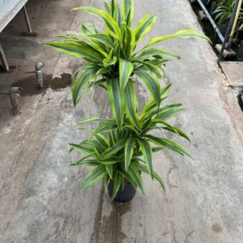 Dracaena Lemon Lime