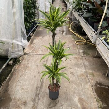 Dracaena Lemon Lime