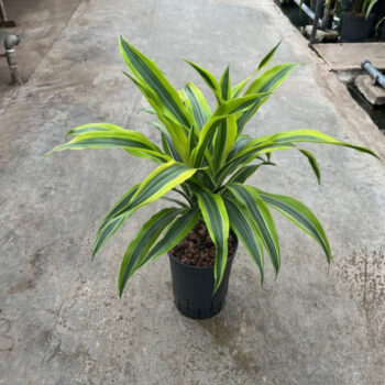 Dracaena Lemon Lime