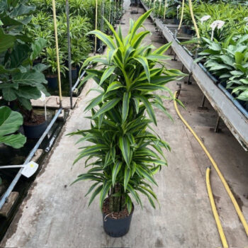 Dracaena lemon line vertakt 22/19 h130