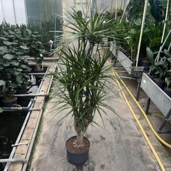 Dracaena Marginata
