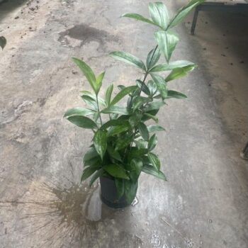 Dracaena Surculosa