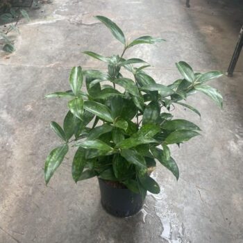 Dracaena Surculosa
