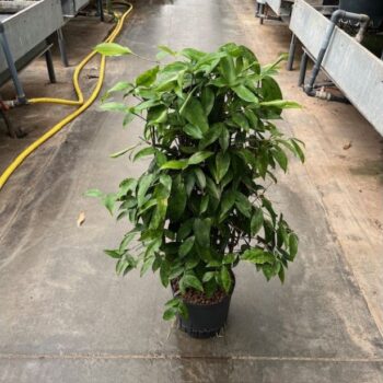 Dracaena surculosa 22/19 h100