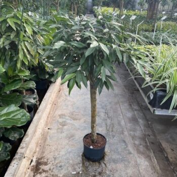 Ficus Amstel King
