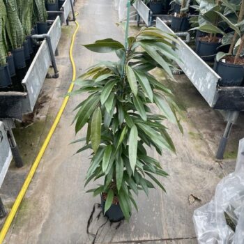 Ficus amstel king