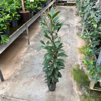 Ficus Cyathistipula
