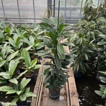 Ficus cyathistipula 22/19 h135