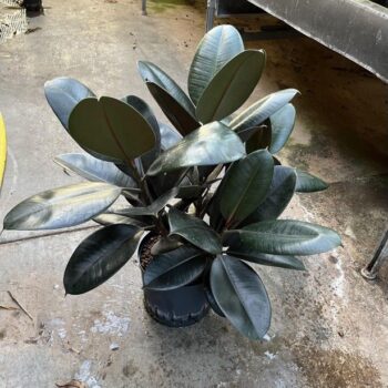 Ficus Elastica Abidjan