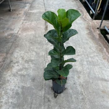 Ficus lyrata bambino 1pp 15/19 h60