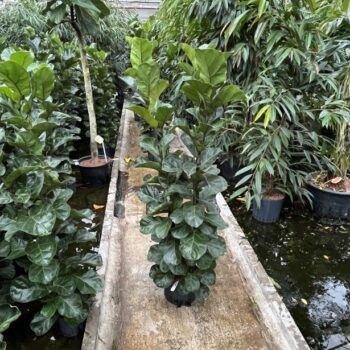 Ficus lyrata bambino 4pp 28/19 h150