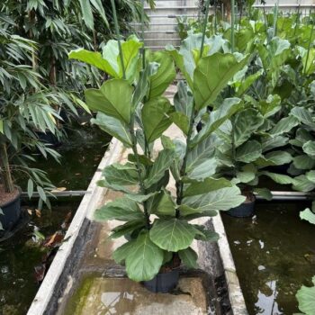 Ficus lyrata 3pp 28/19 h150
