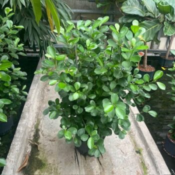 Ficus moclame 3pp 25/19 h120