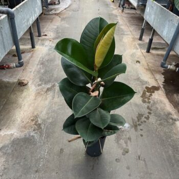Ficus robusta 1 pp 15/19 h60