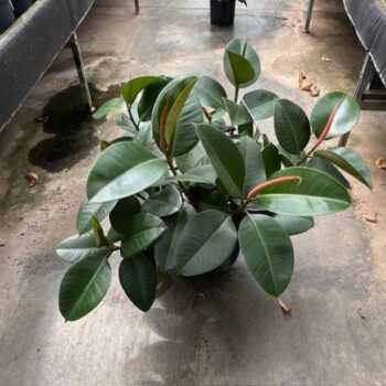 Ficus robusta vertakt 22/19 h70