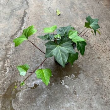 Hedera groen 15/19 h30