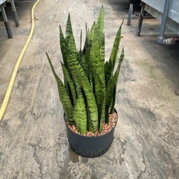 Sansevieria zeylanica 28/19 h65