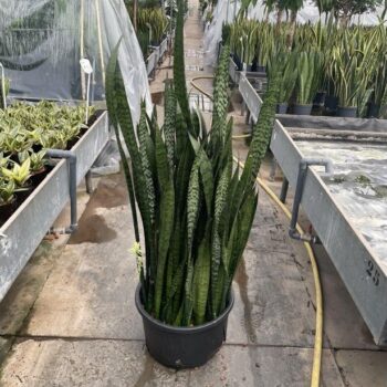 Sansevieria zeylanica k38/20 h120/140