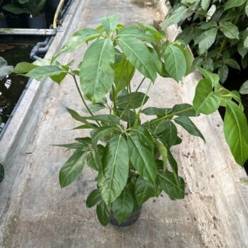Schefflera amate 2pp 22/19 h100