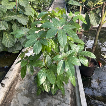 Schefflera amate 3pp 28/19 h120