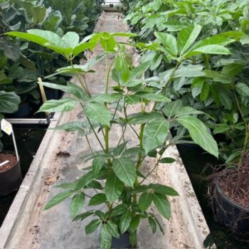 Schefflera amata 2pp 22/19 h130/140