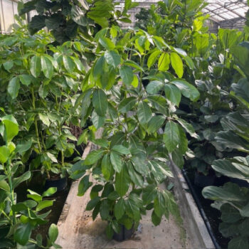 Schefflera amate 3pp 28/19 h150