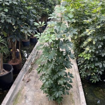 Schefflera compacta 4 pp 22/19 h130