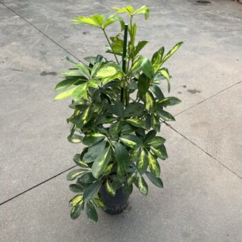 Schefflera gold capella 2pp 15/19 h80