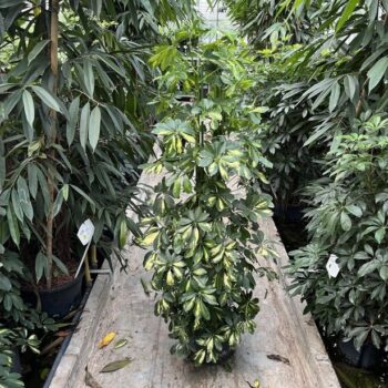 Schefflera gold capella 6pp 28/19 h150