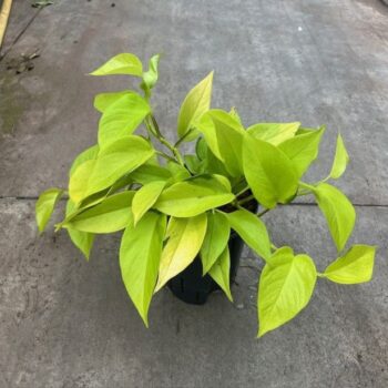 Scindapsus Golden Pothos