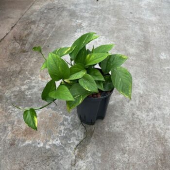 Scindapsus aureus 15/19 h25