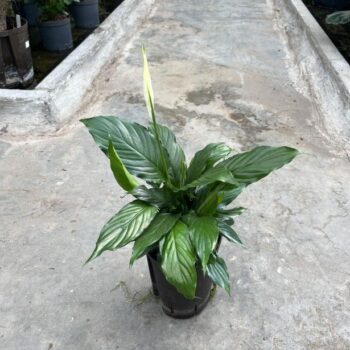 Spathiphyllum