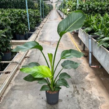 Strelitzia nicolai 2pp 18/19 h60/80