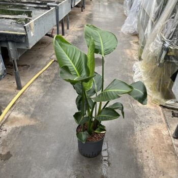 Strelitzia nicolai 2pp 22/19 h80/90
