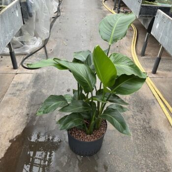 Strelitzia nicolai 3pp 28/19 h100