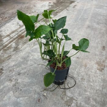 Syngonium trileaf wonder 15/19 h40