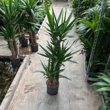 Yucca (90/60/30) 22/19 h130