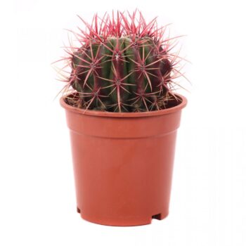 Ferocactus stainesii