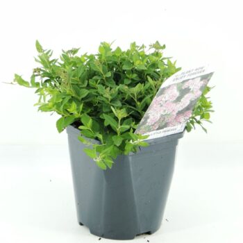 Spiraea jap. Little Princess