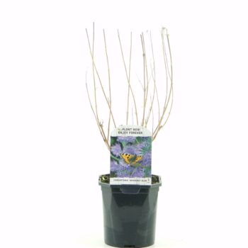 Caryopteris cland. Heavenly Blue