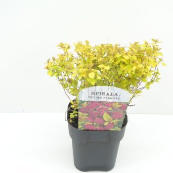 Spiraea jap. Golden Princess