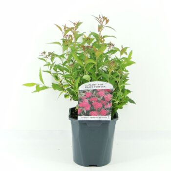 Spiraea jap. Anthony Waterer