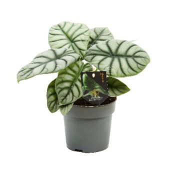 Alocasia Silver Dragon