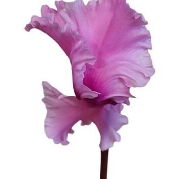 Cyclamen Exclusive® Merengue Mix