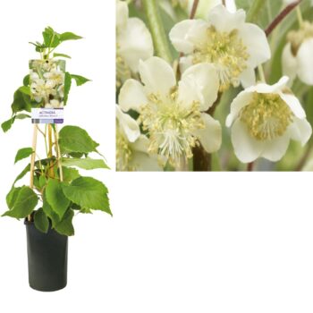 Actinidia deliciosa atlas