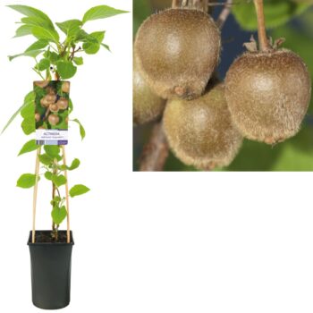 Actinidia deliciosa hayward