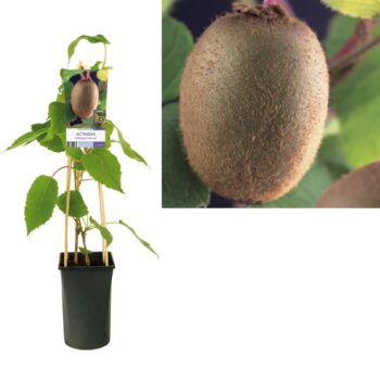Actinidia deliciosa jenny