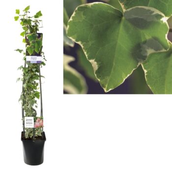 Hedera h. glacier